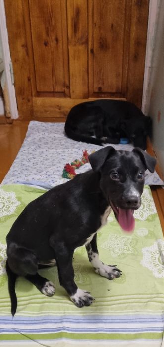 Отдам щенка в добрые руки.