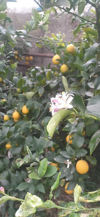 Шу 24 йилги Лимон бор узбекистонда, 10 т. атрофида