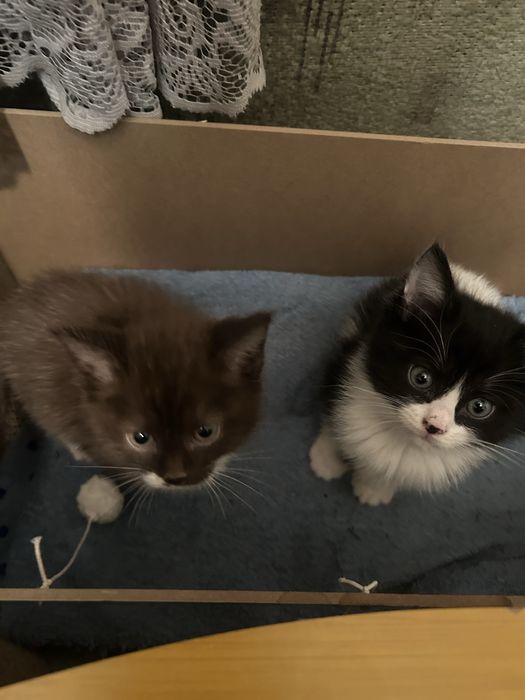 Котенки в добрые руки
