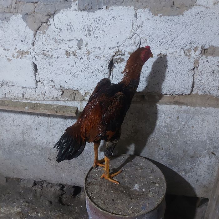 Хинт 1год игра канкретна