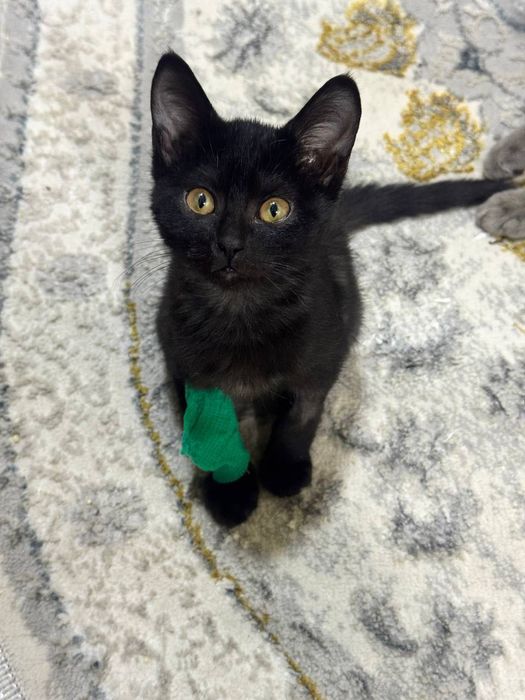 Британский котенок