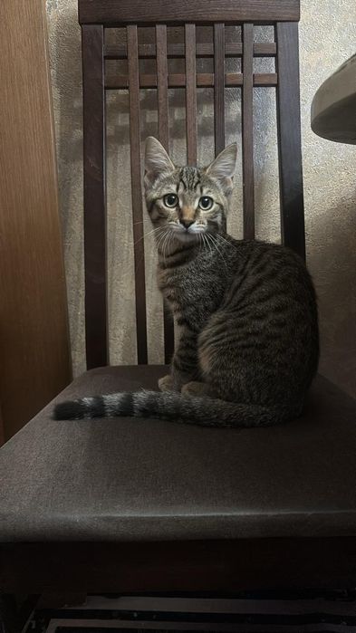 Отдам котёнка !!!