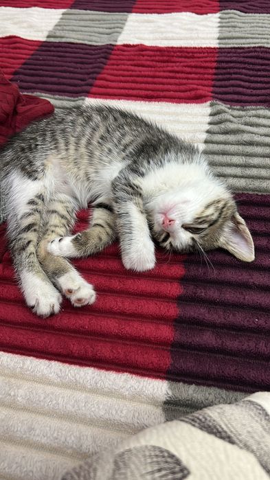 Отдам в добрые руки котенка