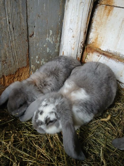Vând masculi Berbec German!