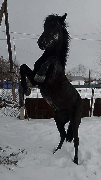 Продам жеребца 4 года