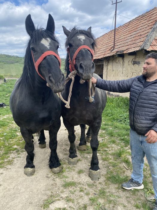 Se vinde dova manze una de 3 ani si una 4