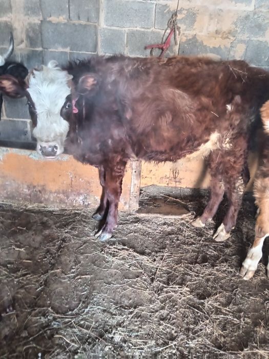 Бычок сатылады!!