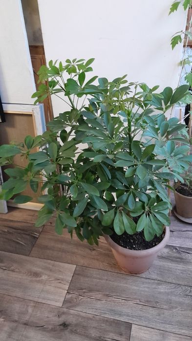 Шеффлера крупная