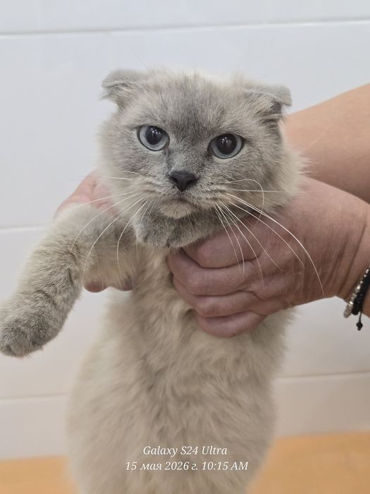 Кошечка ищет дом