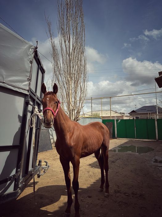 Тазақан ағылшын тай