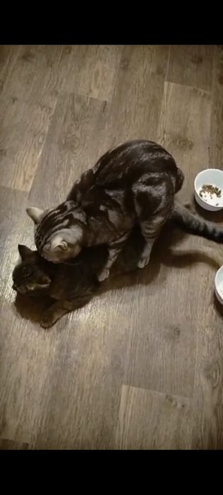 Вязка Скоттиш страйт