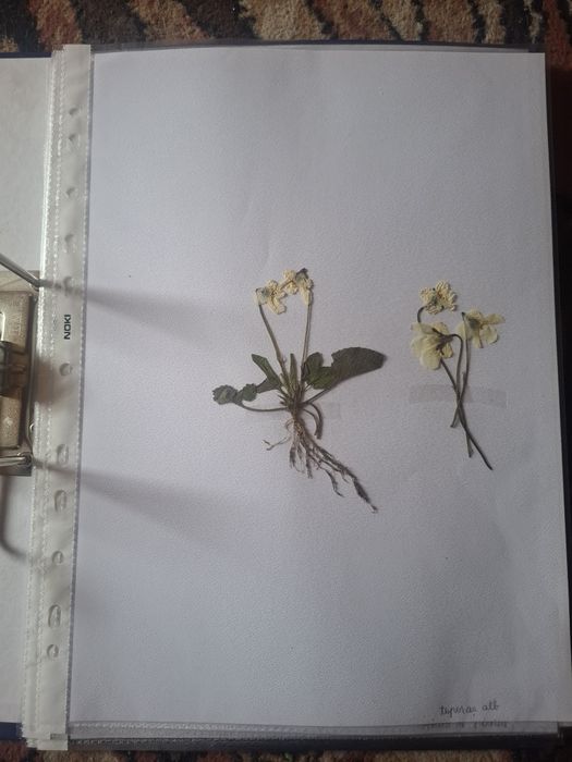 Ierbar școlar,liceu,facultate-25 de plante,flori