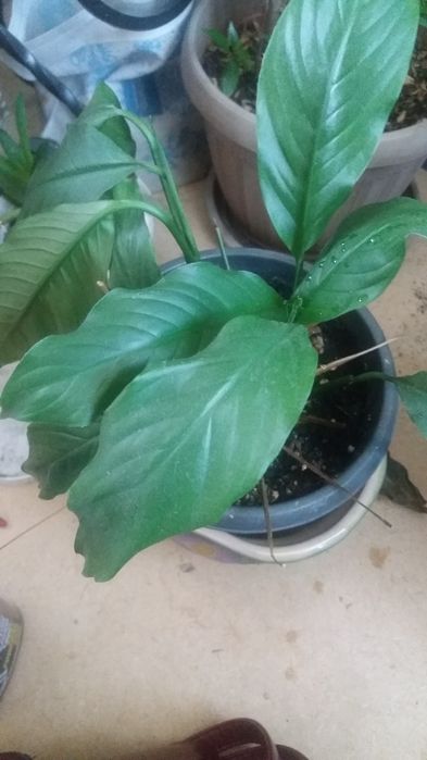 Продам комнатные и садовые цветы