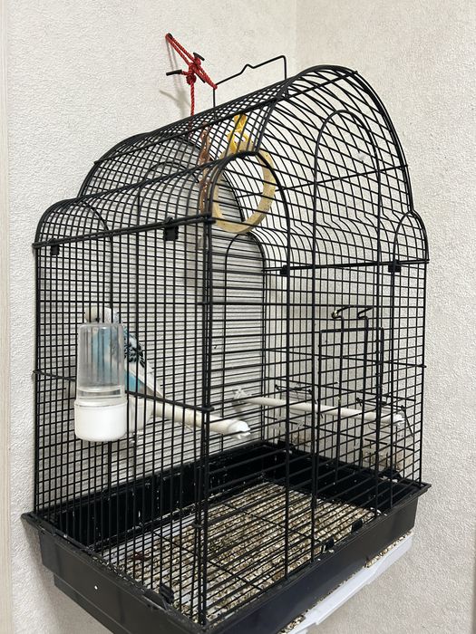 Попугай девочка