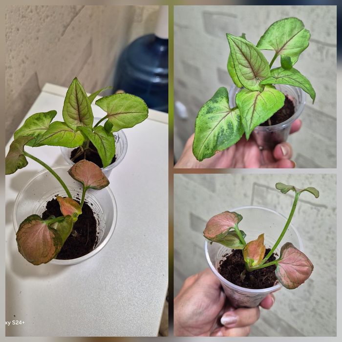 Комнатные цветы.