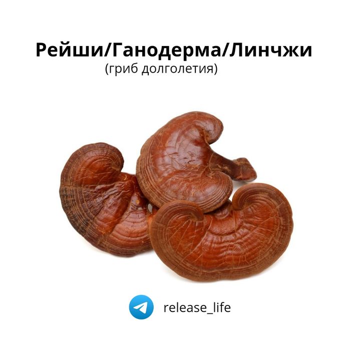 Сушеные лечебные грибы