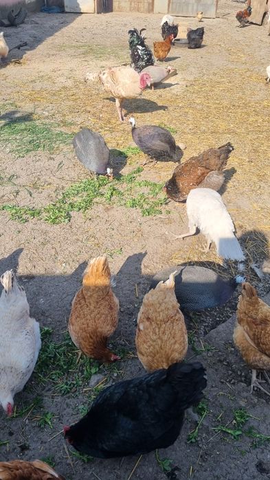 Oua de casa din propria ograda