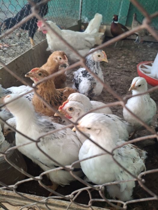 Кучен, адлер балапандар.