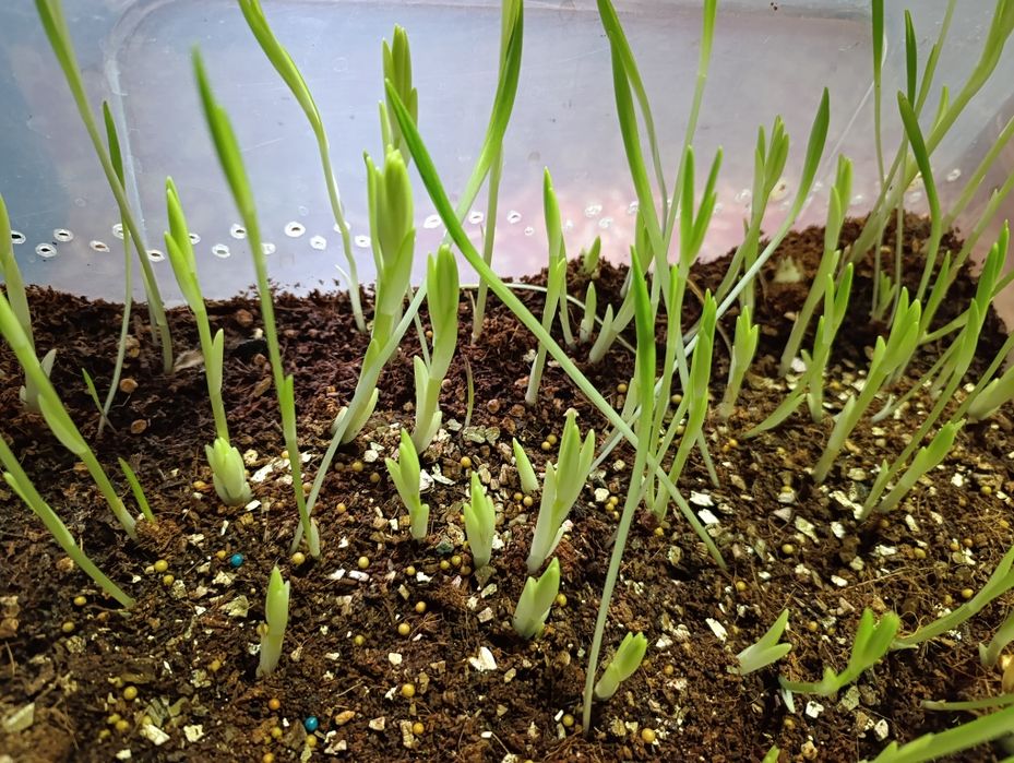 Лилия гули боллари Детки лилии