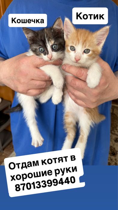 Отдам котят в хорошие руки