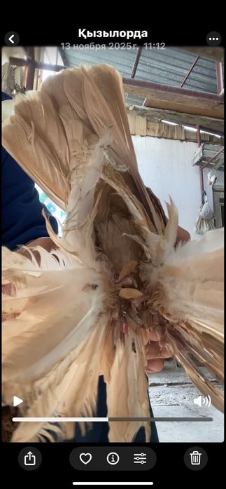 Выводы 2025г по старопородным