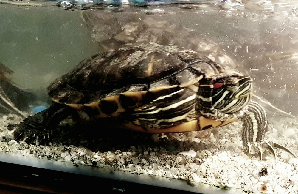 Красноухая черепаха