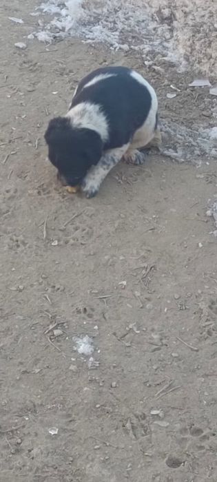 Щенки в хорошие руки