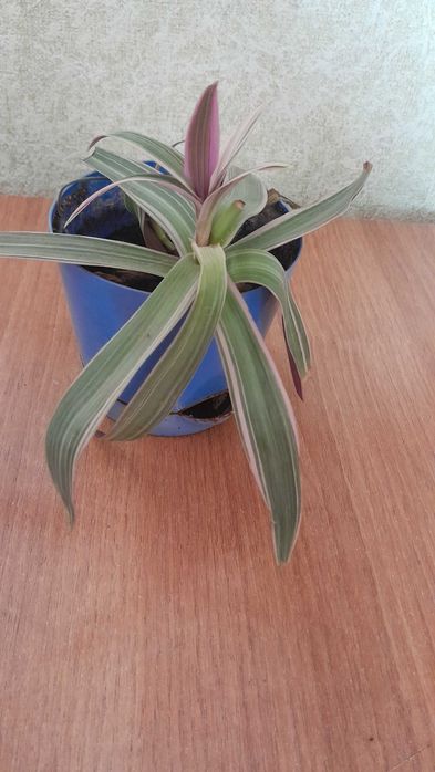 Набор комнатных цветов