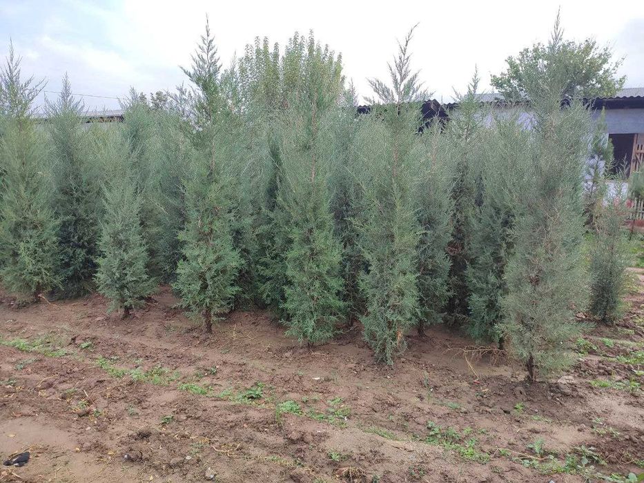 Арча кўчат мoжжевелник