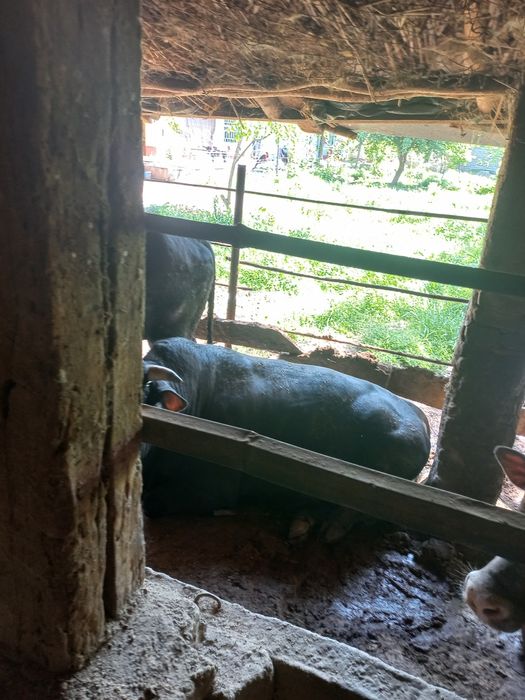 Buqalar sotiladi kelishilgan narxlarda