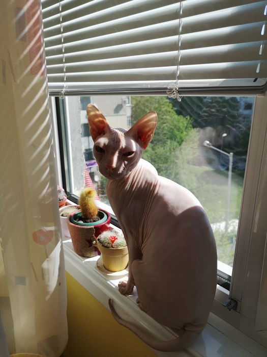 Подарявам котка сфинкс