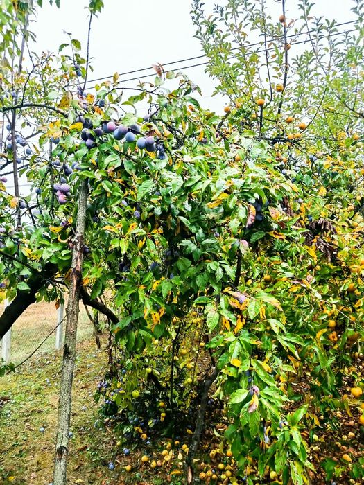 Prune si mere de vanzare