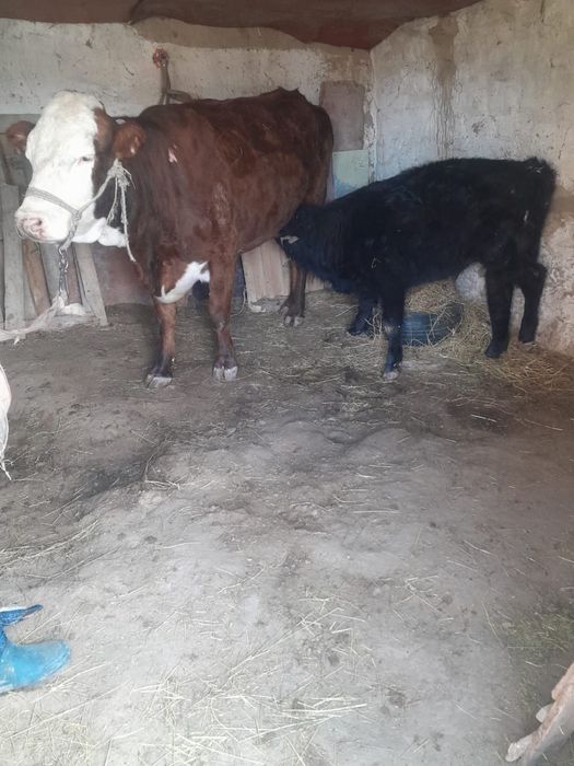 Продается бычок, 7 месяцев сумма 280 000