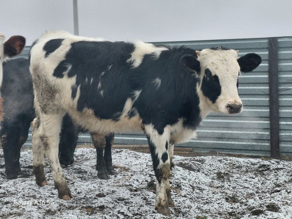 Продам бычков! В