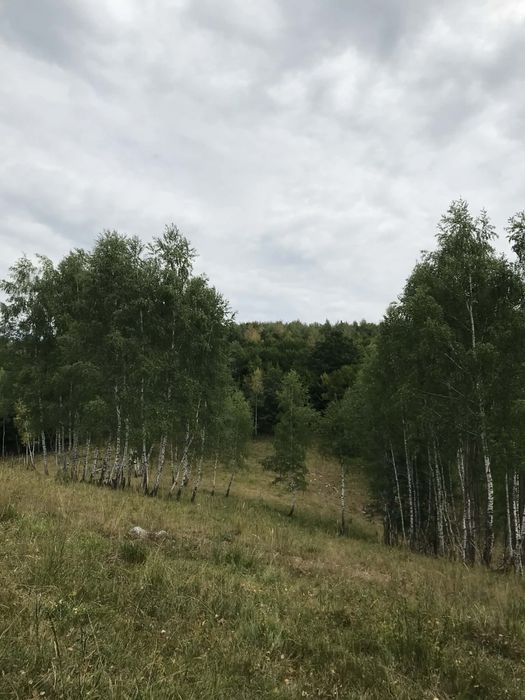 Vind casa, curte 2000 mp, pasune 6 ha, padure 3 ha, Prihodiste, jud HD