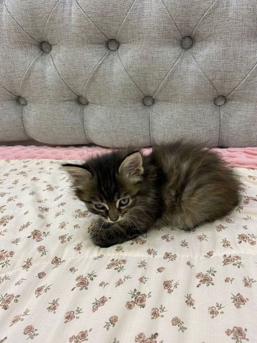 Отдам котëнка кошечка в хорошие руки