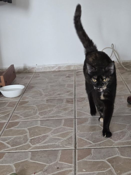 pisicuta de adoptie, pisica de adoptat, pisicuta frumoasa de adoptat, pisica fetita pentru adoptie, pisica superba, pisica tricolora