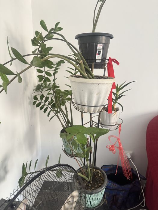 Продам комнатные цветы