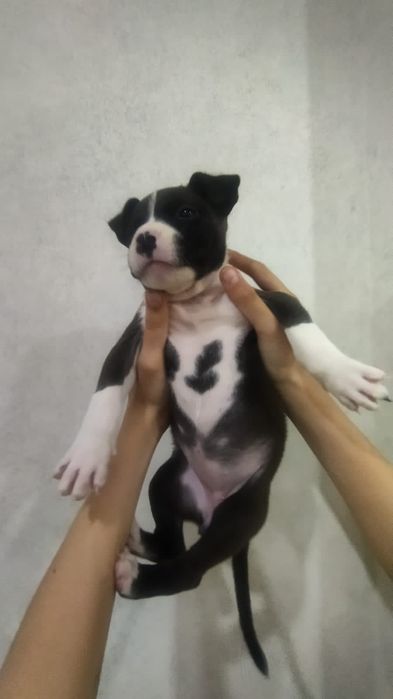 щенок стаффордширский терьер