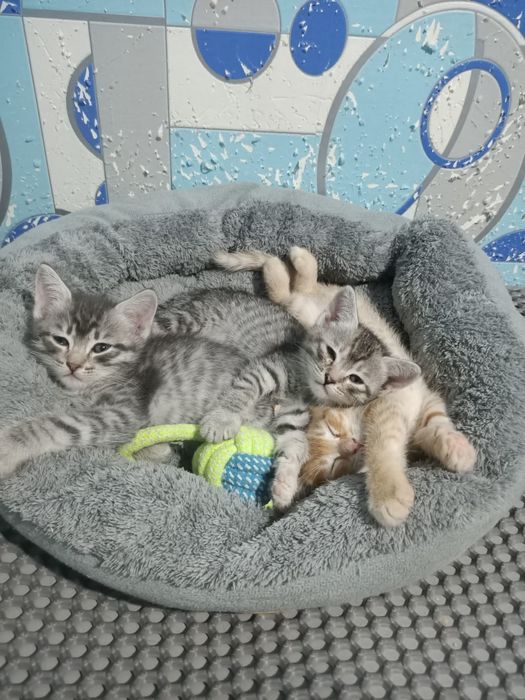 Котята в поиске Семьи , отдадим любящим и ответственным