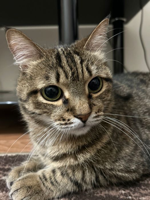 Ищем дом для кота
