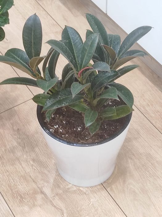 Продам комнатные растения