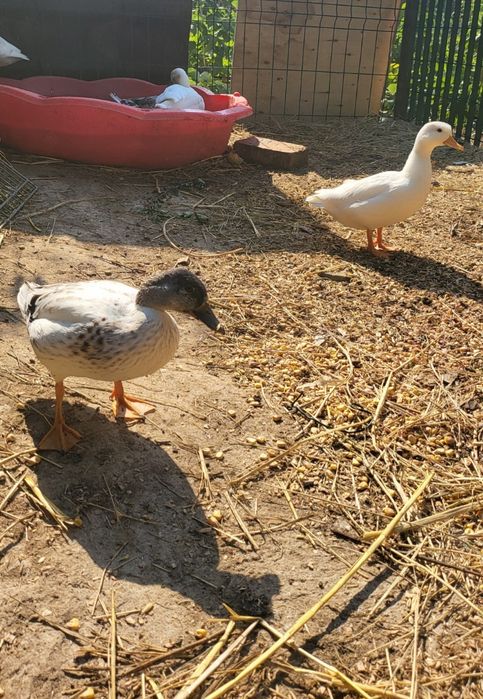 Tineret pitică olandeză