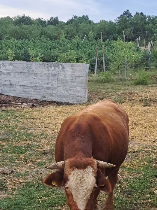 Vand tauras de 1 an si 10 luni