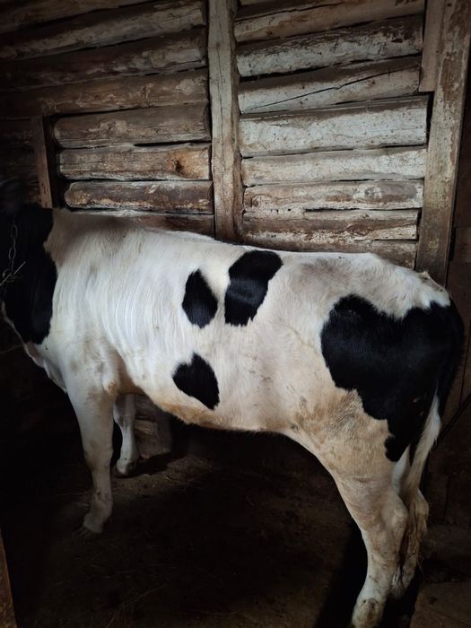 Продам крупно рогатый скот