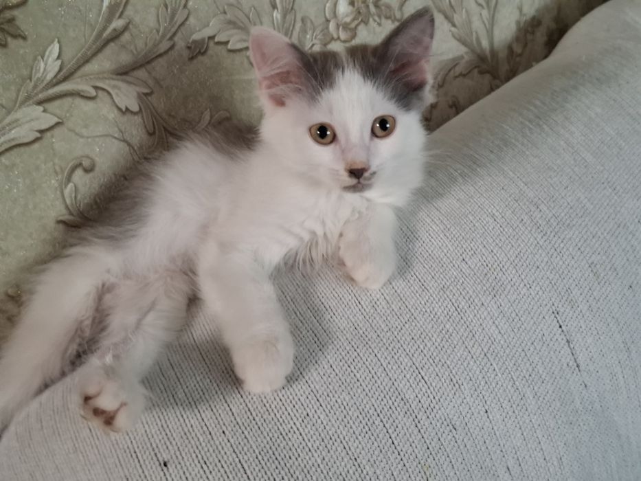 Дарю 3 чудных котят