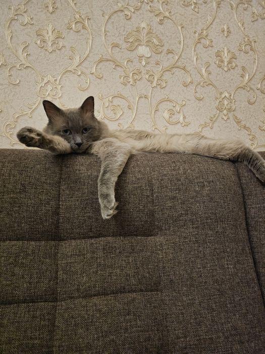 Siamskiy mushuk xadiyaga beriladi