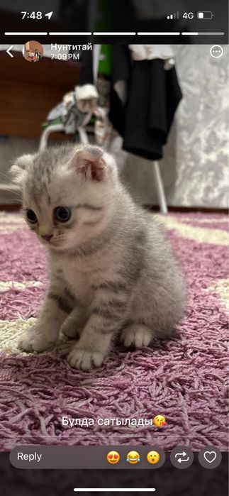 Вислоухая кошечка