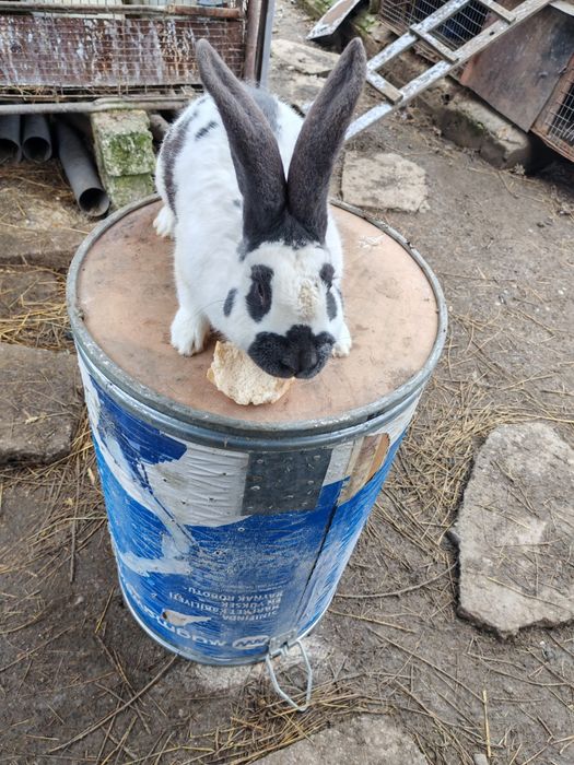 Mascul fluture pestriț pe albastru