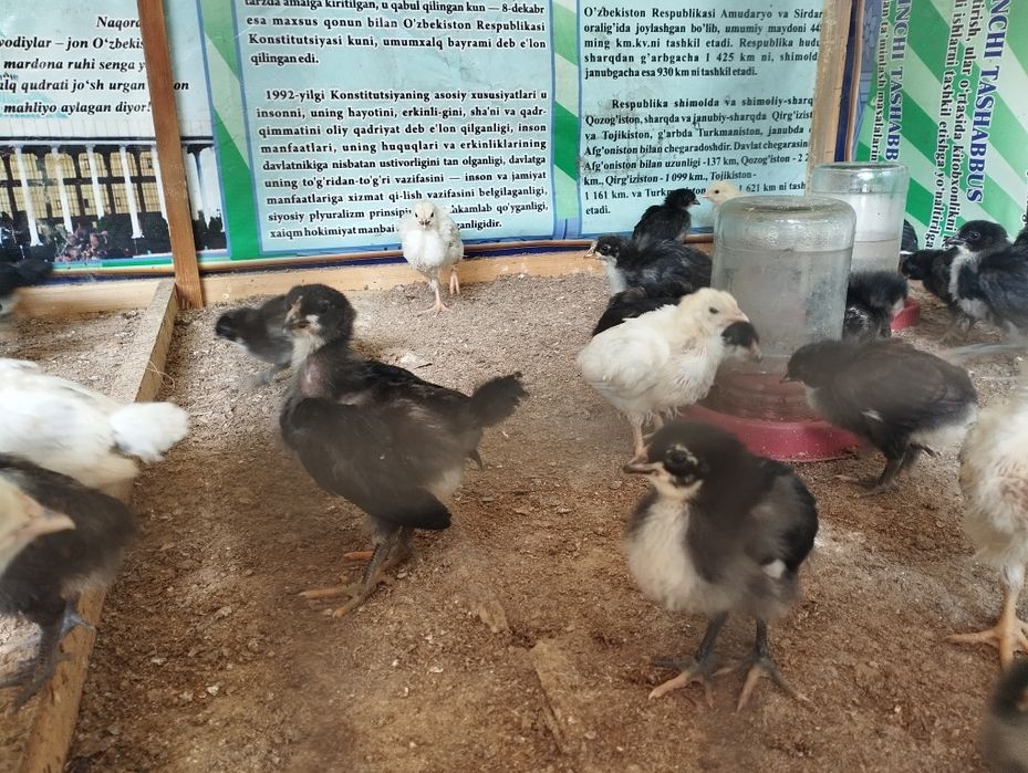 Gigant Jersiy va Adlerskiy Serebriy Zotli Joʻjalar sotuvda.